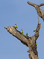 Fischer's Lovebird