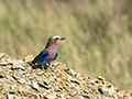 Lilac-Breasted Roller