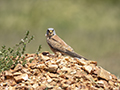 Lesser Kestrel