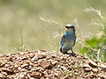 Eurasian Roller