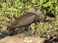 Hamerkop