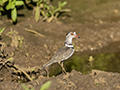 Three-Banded Plover