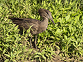 Hamerkop