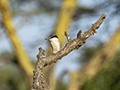 Striped Kingfisher