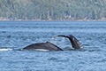 Humpback Whale