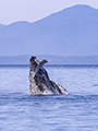 Humpback Whale