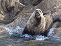 Steller Sea Lion