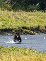 Coastal Brown Bear