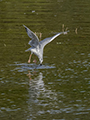 Hovering Seagull