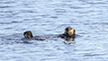 Sea Otter