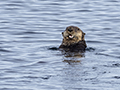 Sea Otter