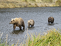 Coastal Brown Bear and Cubs