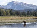 Coastal Brown Bear