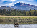 Coastal Brown Bear