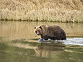 Coastal Brown Bear