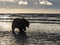 Coastal Brown Bear