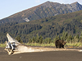 Coastal Brown Bear