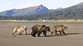 Coastal Brown Bear and Cubs