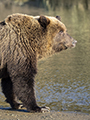 Coastal Brown Bear