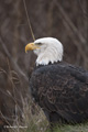 Bald Eagle Portrait