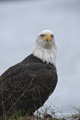 Bald Eagle Portrait