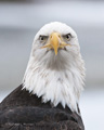 Bald Eagle Portrait