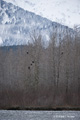 Roosting Bald Eagles