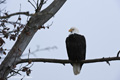 Bald Eagle on Branch