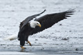 Bald Eagle Landing