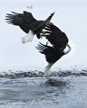 Bald Eagles Fighting