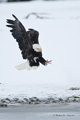 Bald Eagle Landing