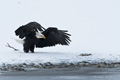 Bald Eagle (Menacing Pose)