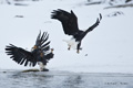 Bald Eagles Fighting