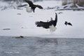 Bald Eagles Fighting