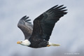 Bald Eagle in Flight