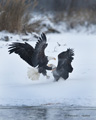 Bald Eagles Fighting