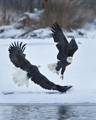 Bald Eagles Fighting