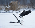 Bald Eagles Fighting