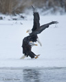 Bald Eagles Fighting