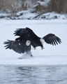 Bald Eagles Fighting