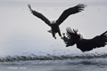 Bald Eagles Fighting