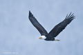 Bald Eagle in Flight