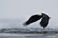 Bald Eagle in Flight