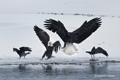 Bald Eagles Fighting