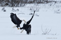 Bald Eagles Fighting