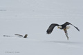 Bald Eagle with Salmon