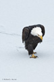 Bald Eagle Walking