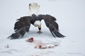 Bald Eagle Landing on Ice