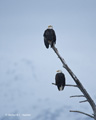 Bald Eagles on Branch