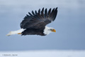 Bald Eagle in Flight